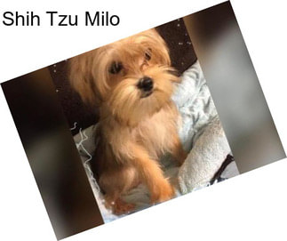 Shih Tzu Milo