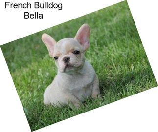 French Bulldog Bella