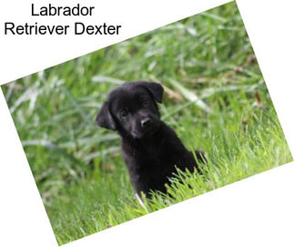 Labrador Retriever Dexter