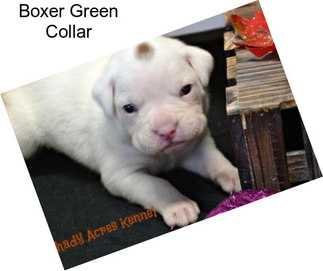 Boxer Green Collar