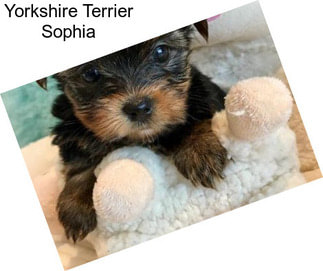 Yorkshire Terrier Sophia