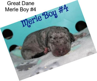 Great Dane Merle Boy #4