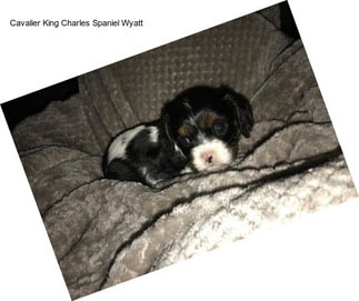 Cavalier King Charles Spaniel Wyatt