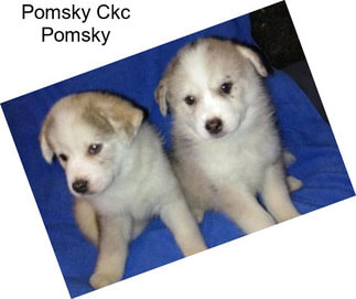 Pomsky Ckc Pomsky