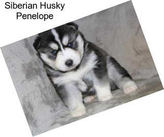 Siberian Husky Penelope