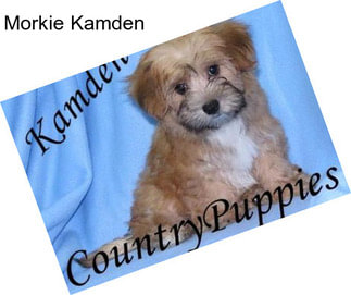 Morkie Kamden