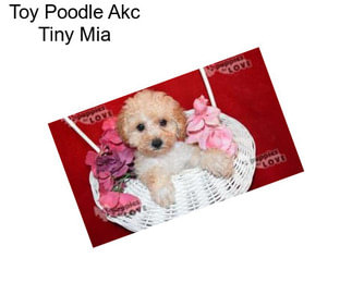 Toy Poodle Akc Tiny Mia