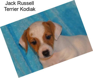 Jack Russell Terrier Kodiak