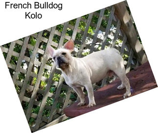 French Bulldog Kolo