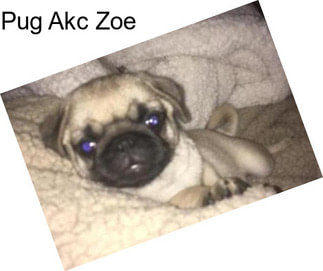 Pug Akc Zoe