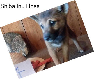 Shiba Inu Hoss
