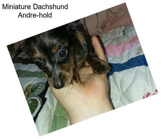 Miniature Dachshund Andre-hold