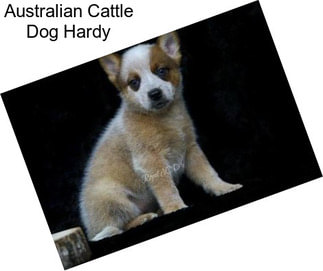 Australian Cattle Dog Hardy