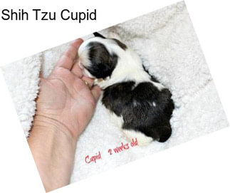 Shih Tzu Cupid