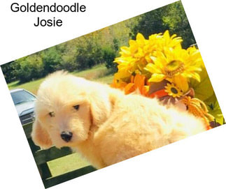 Goldendoodle Josie