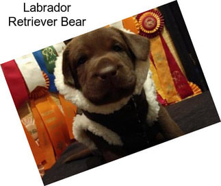 Labrador Retriever Bear