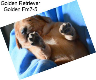 Golden Retriever Golden Fm7-5