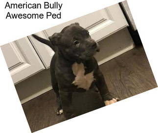 American Bully Awesome Ped