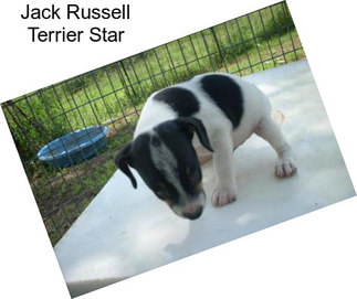 Jack Russell Terrier Star