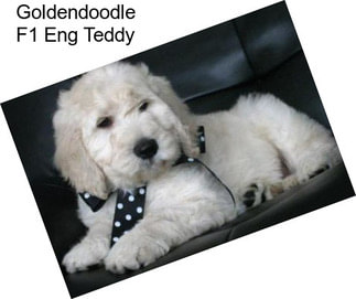 Goldendoodle F1 Eng Teddy