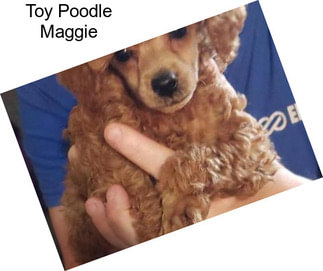 Toy Poodle Maggie