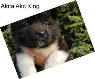 Akita Akc King