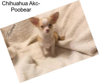 Chihuahua Akc- Poobear