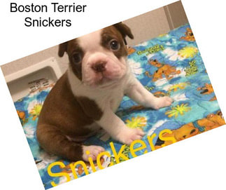Boston Terrier Snickers