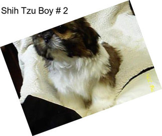 Shih Tzu Boy # 2