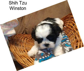 Shih Tzu Winston