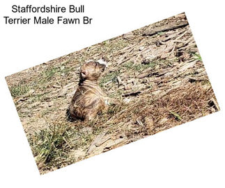 Staffordshire Bull Terrier Male Fawn Br