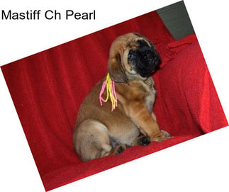 Mastiff Ch Pearl