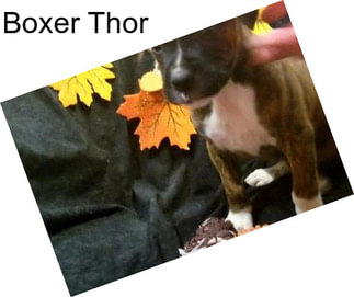 Boxer Thor
