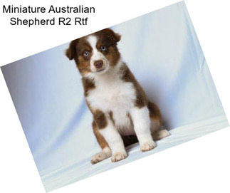 Miniature Australian Shepherd R2 Rtf