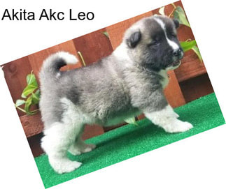 Akita Akc Leo