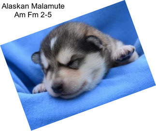 Alaskan Malamute Am Fm 2-5