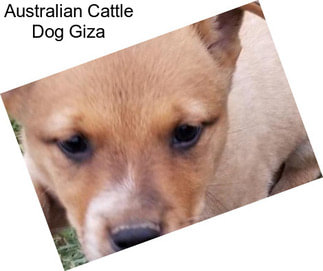Australian Cattle Dog Giza