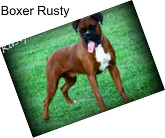 Boxer Rusty
