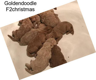 Goldendoodle F2christmas