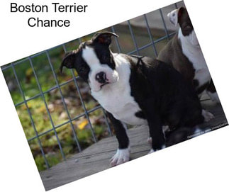 Boston Terrier Chance