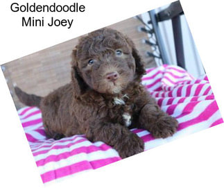 Goldendoodle Mini Joey