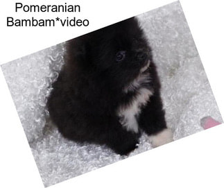 Pomeranian Bambam*video