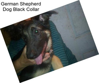 German Shepherd Dog Black Collar