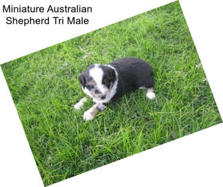 Miniature Australian Shepherd Tri Male