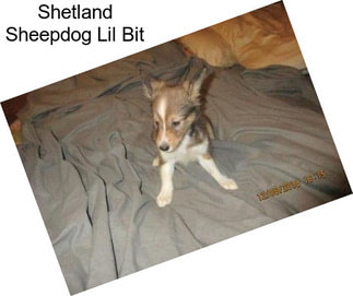 Shetland Sheepdog Lil Bit