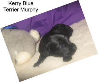 Kerry Blue Terrier Murphy