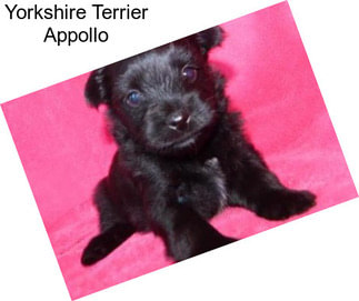 Yorkshire Terrier Appollo