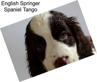 English Springer Spaniel Tango