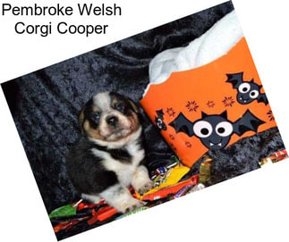 Pembroke Welsh Corgi Cooper