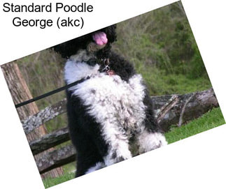 Standard Poodle George (akc)